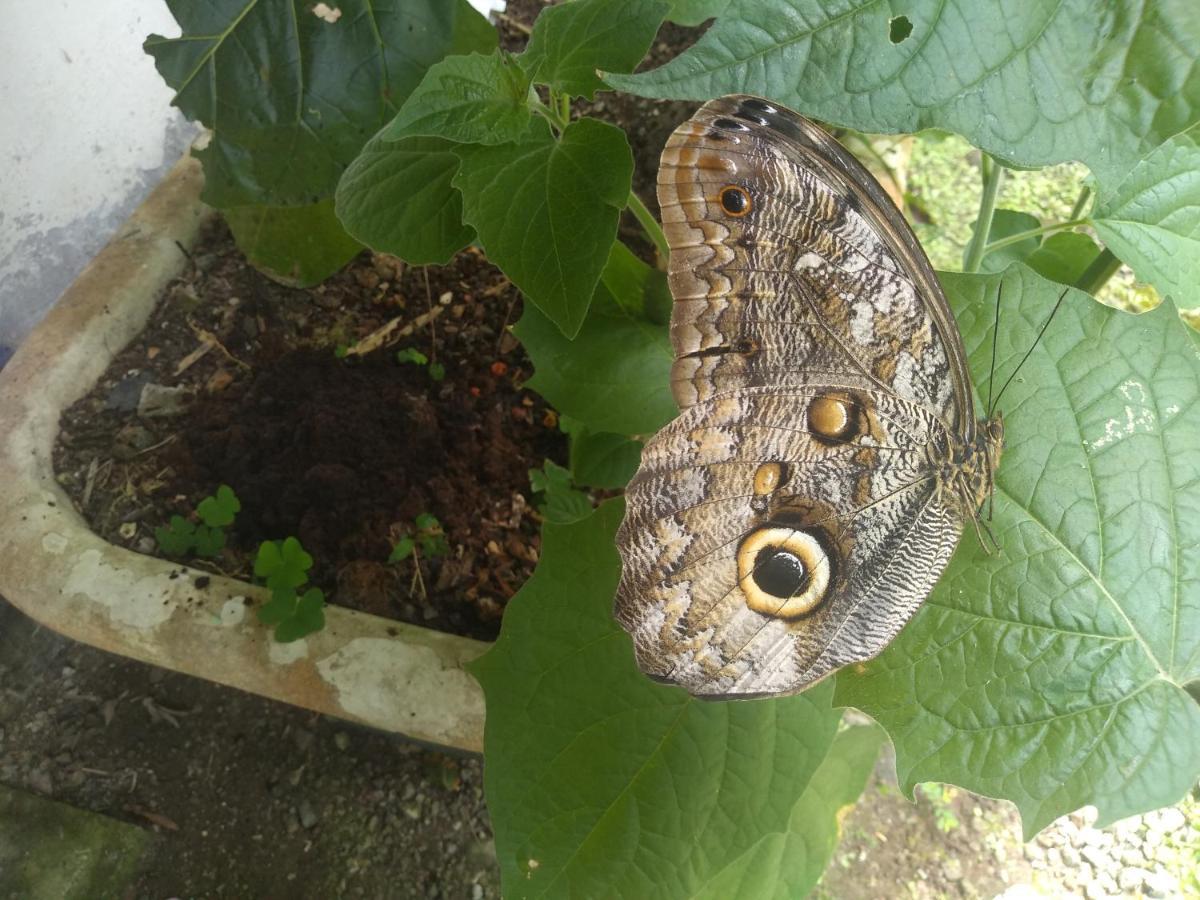 Hosteria La Roulotte - Mindo Dış mekan fotoğraf
